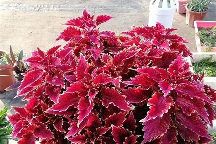 彩叶草施肥方法和注意事项