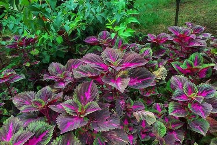 彩叶草怎么施肥好