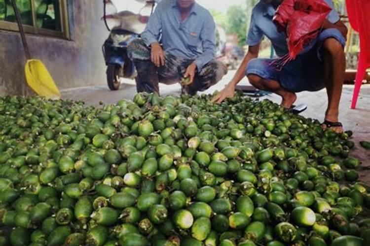 槟榔树可以用复合肥撤施在树头地面下吗