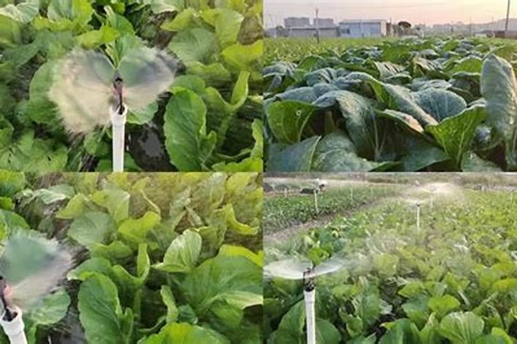 农大叶动力含腐植酸水溶肥可以兑水浇花吗