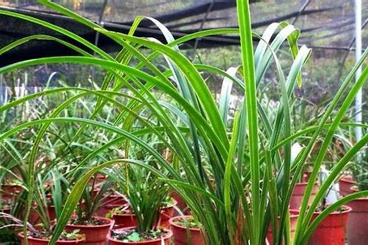 兰花换盆后多久施肥