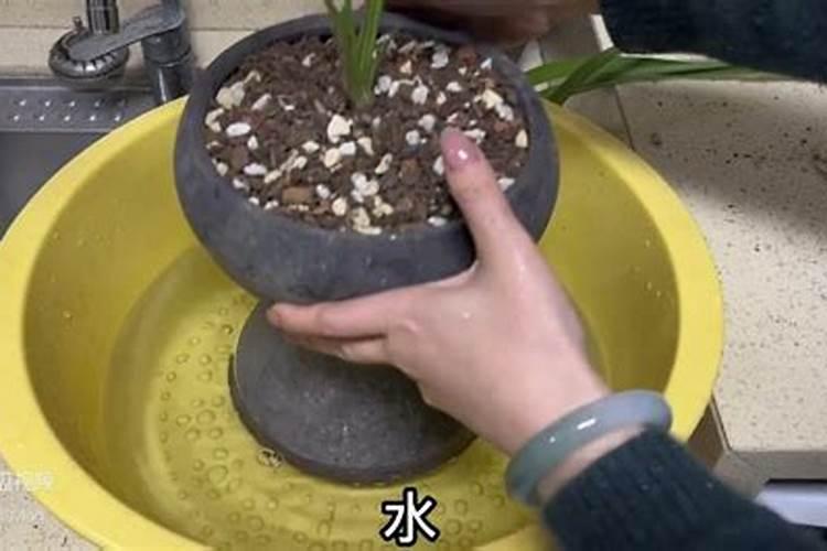 兰花怎么施肥施什么肥