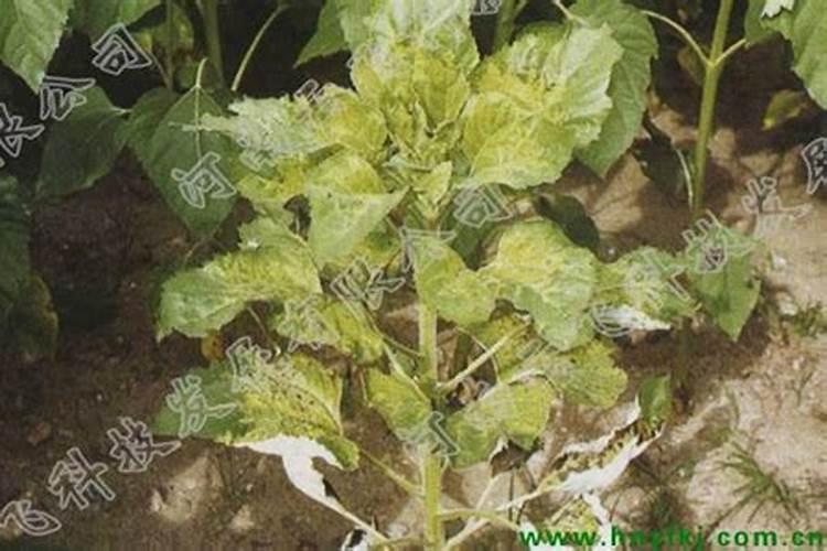 能不能将尿当作花肥用来浇灌花卉