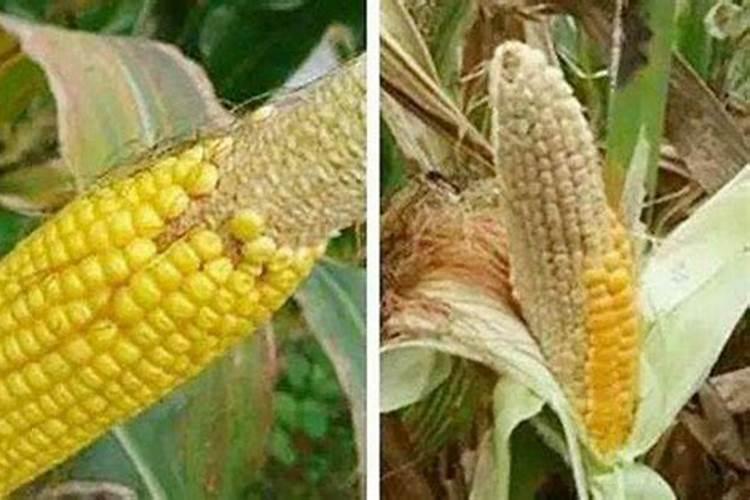 玉米开花后还要施肥吗