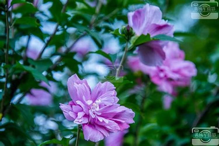 盆栽木槿花开花时能施肥吗 盆栽木槿花开花时能不能施肥