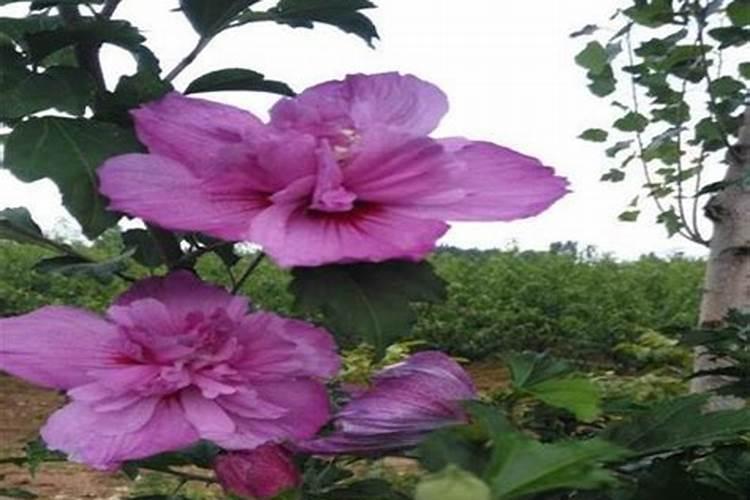 木槿花的养殖方法和注意事项有哪些