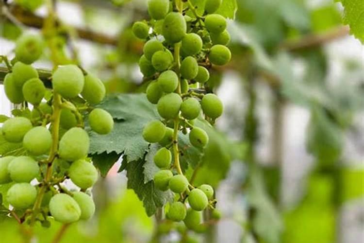 葡萄开花期能不能施肥和浇水呢？葡萄开花前施什么肥比较好呢？