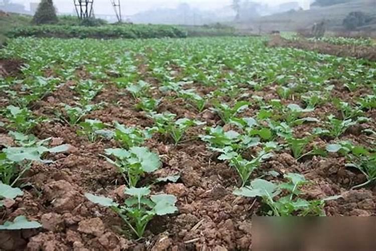 花菜施肥的技术 菜花上什么肥料好