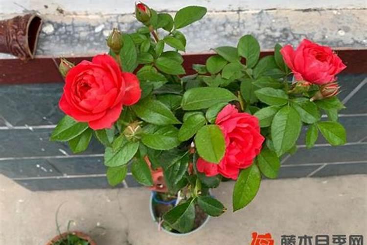 月季小苗多久施肥