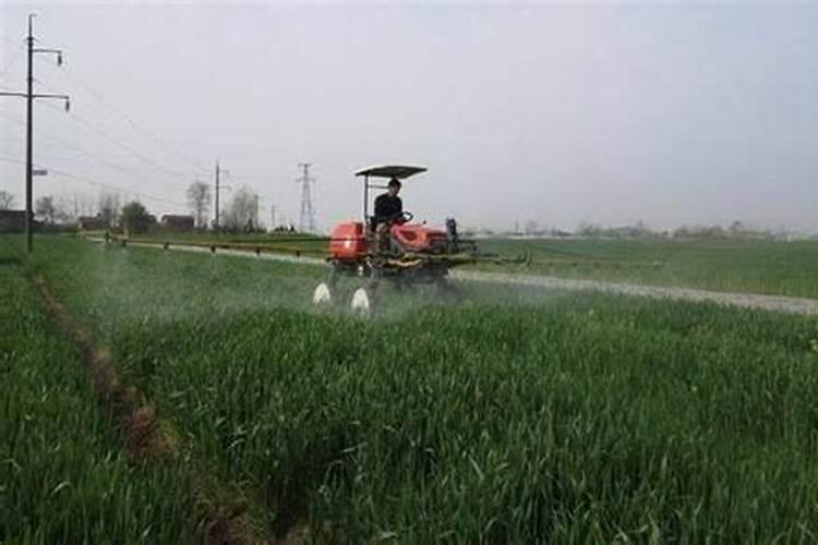 黄韭菜种植方法