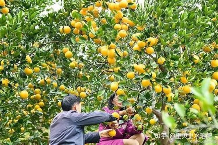 柑橘转色采收期如何施用水溶肥,颜值高品质才能更好