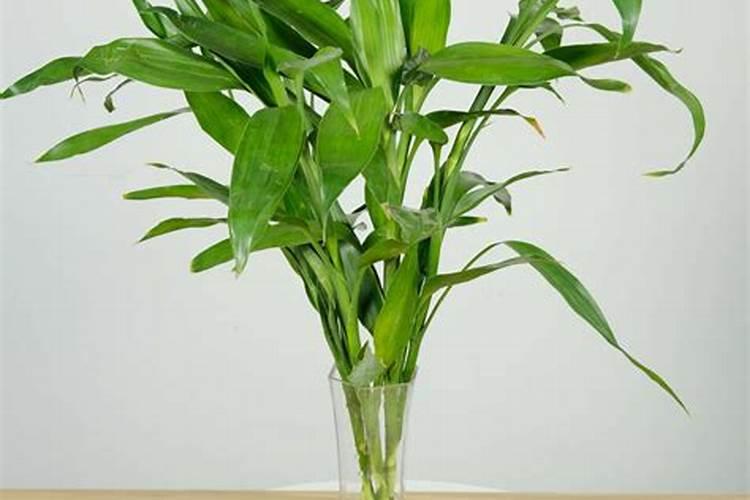 水养富贵竹没有生根可以放化肥吗1