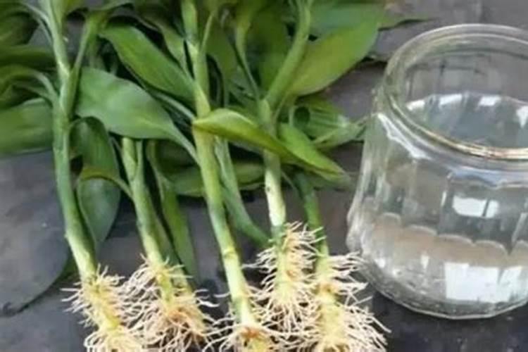 水养富贵竹用什么肥