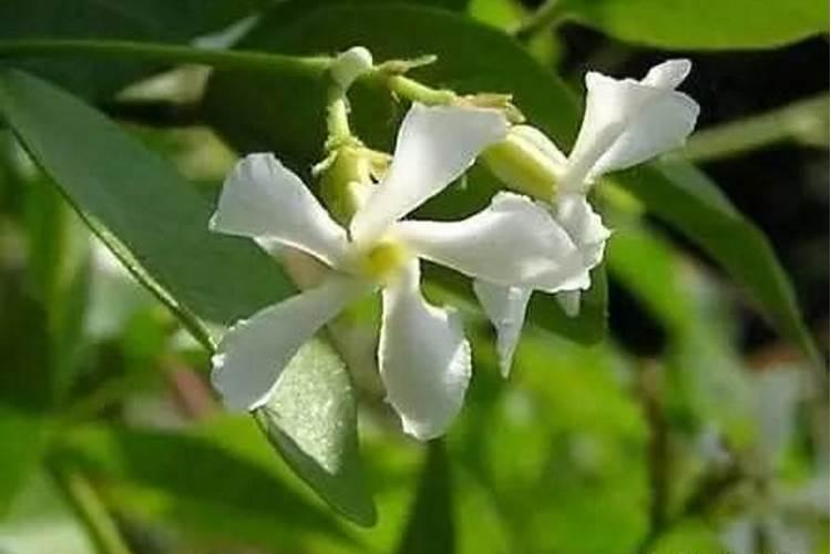 迷迭香适合用什么盆土,瓦盆栽种透气能力强