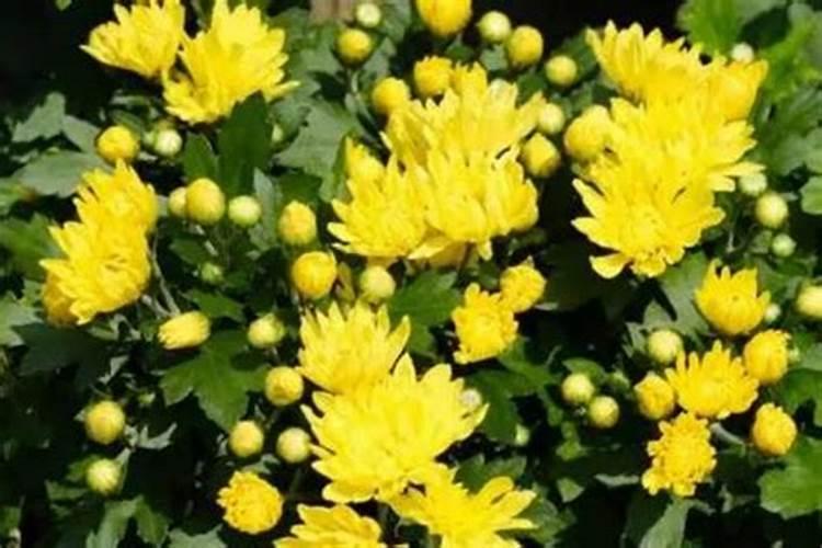 大姜咋样施肥效果好