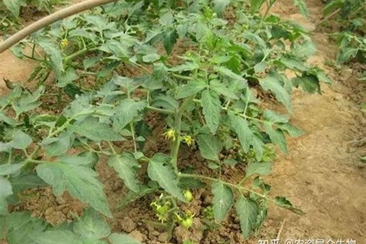 一棵果树施磷肥最简单三个步骤