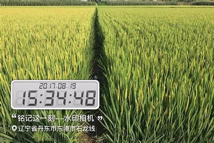 巴顿控施肥怎么样