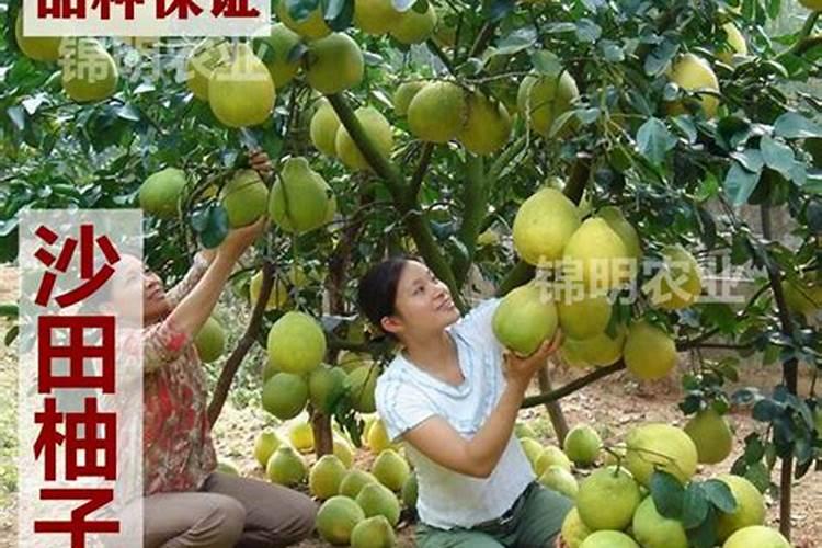 天堂鸟叶子发黑怎么办,更换盆土光照养护