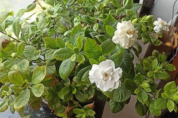 栀子花施什么肥好,栀子花的施肥方法以及注意事项