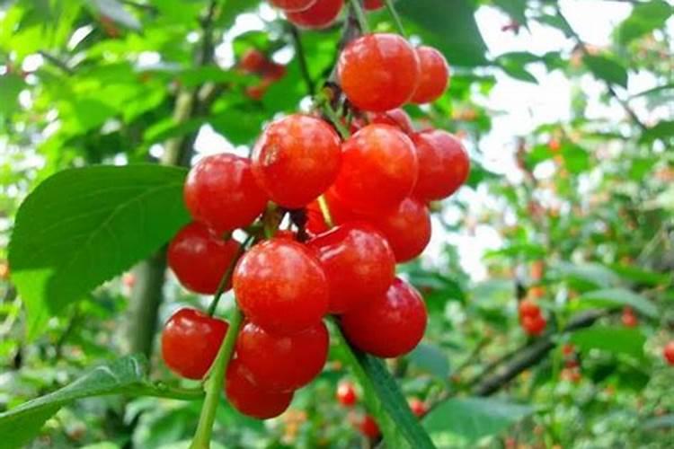 滴灌玉米什么时期停肥最好