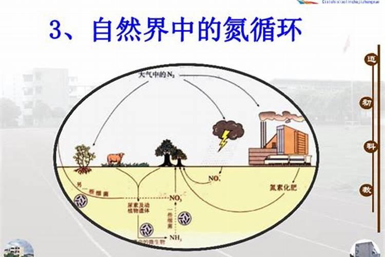 什么东西含氮肥最多