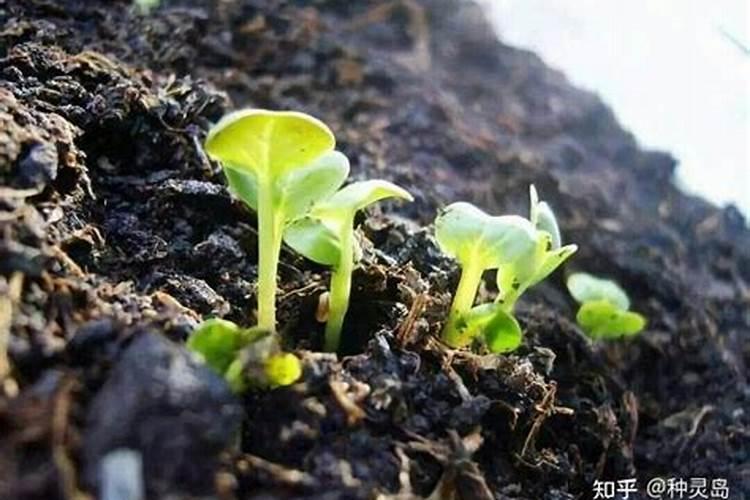 植物不同时期用肥