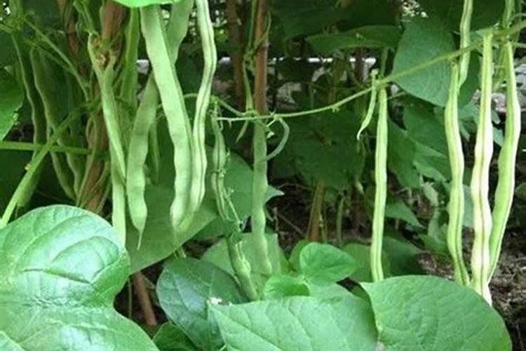 苹果树怎样施肥