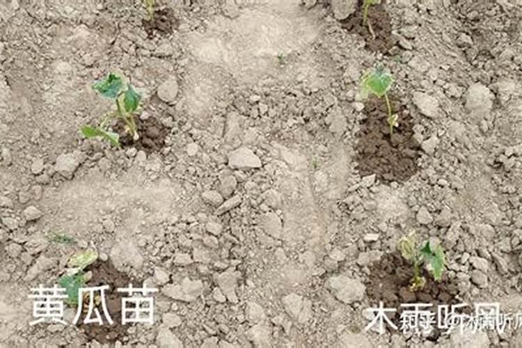 黄瓜从幼苗期到成熟期,怎样施肥才合理？