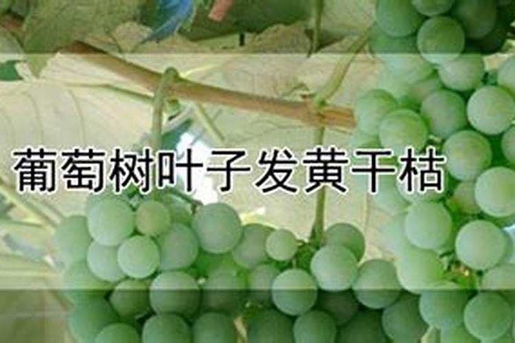 葡萄秋施肥最佳时间