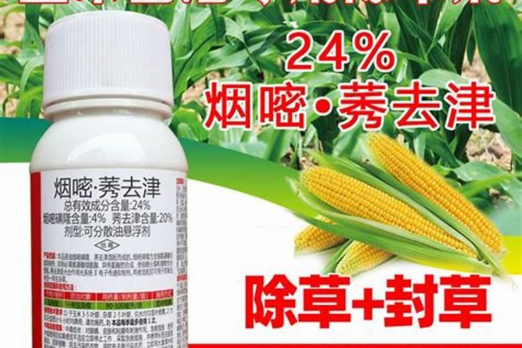 种植玉米,要什么时候打叶面肥合适