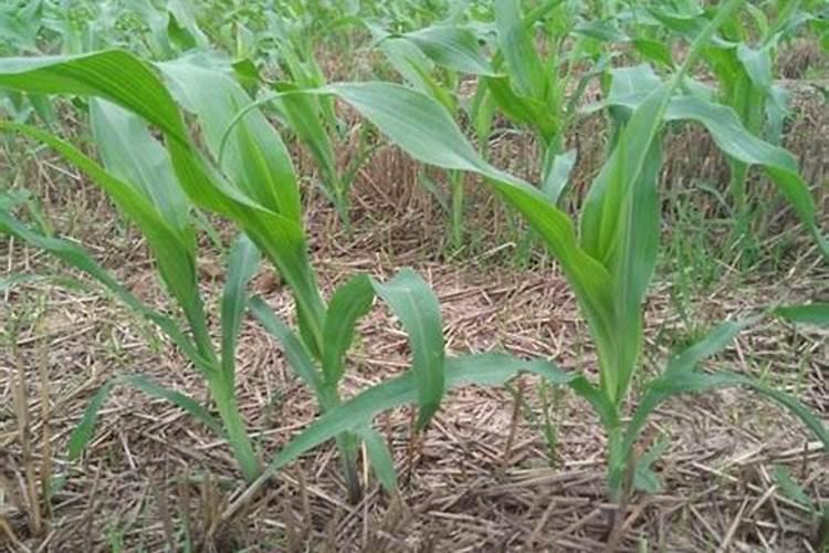 玉米叶面肥最佳时期