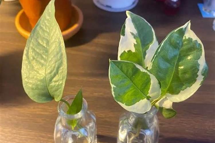 果树硼肥啥时施最佳