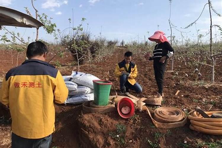 小叶赤楠好养活吗