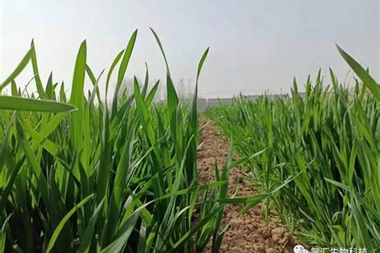 葡萄应该怎么施肥