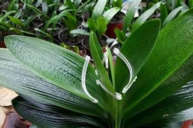 辣椒膨果最快最好的水溶肥