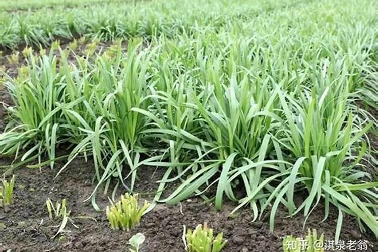 韭菜栽上多久施肥吗