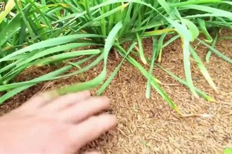 韭菜根怎么发的多