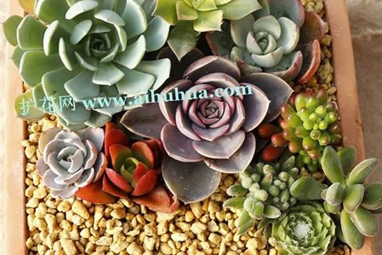 多肉的肉用什么肥料最好？