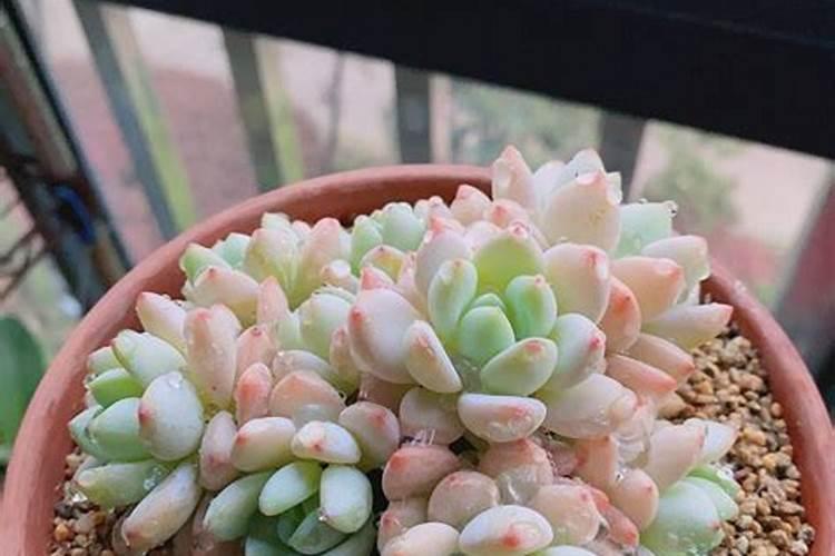 尿素可以浇哪些花