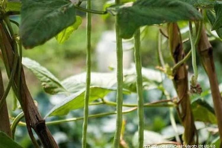 豆角种植增产的施肥要求