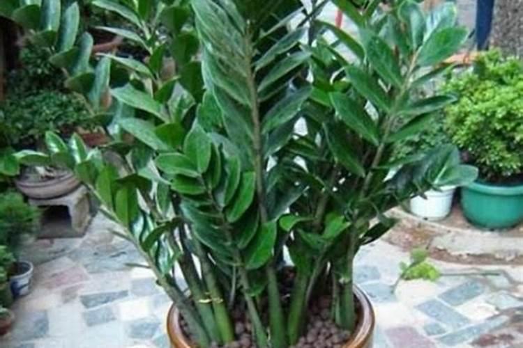 金钱树夏天可以施肥吗