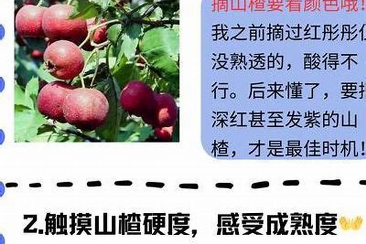 请教专家你好!山楂秋季管理技术？