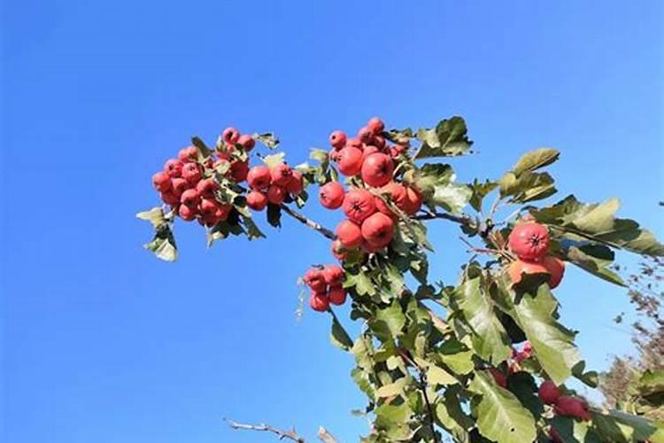 果树花期补硼、花后补钙,补错了果子当然长不好