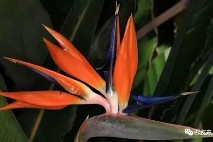 西兰花追肥用什么肥料好