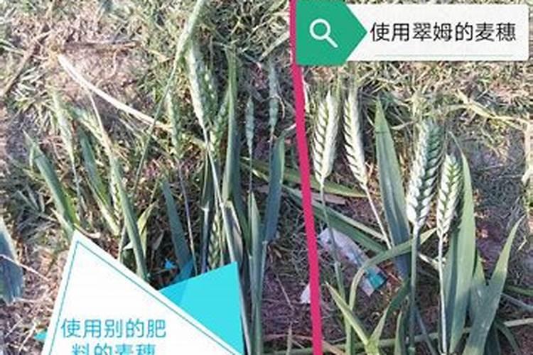 种冬小麦如何施底肥