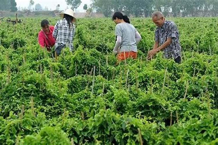 膨果期大量使用钾肥就能高产吗？