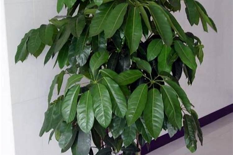 八方来财适合什么土种植