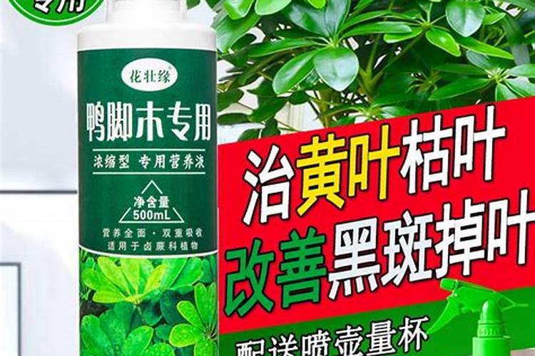 八方来财鸭脚木的养殖方法和注意事项