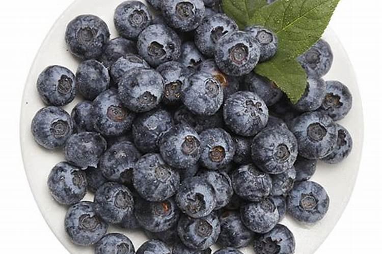蓝莓用什么鱼蛋白好