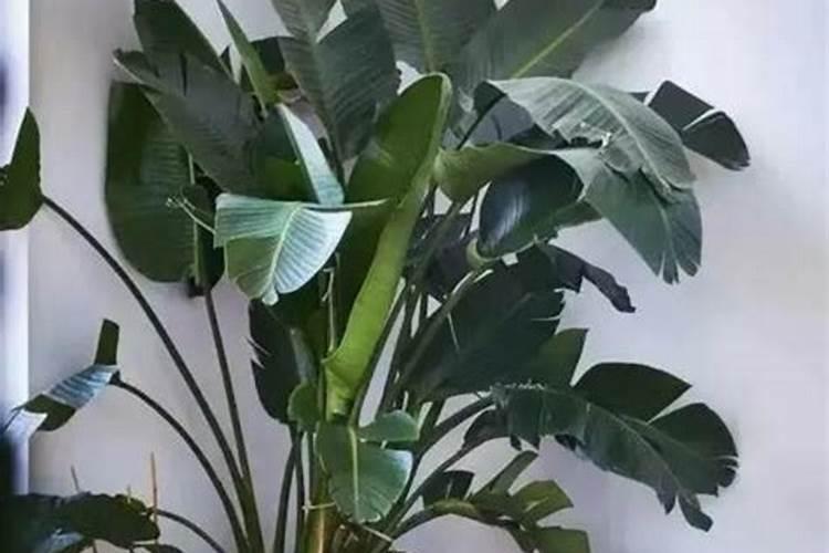 天堂鸟的养护方法